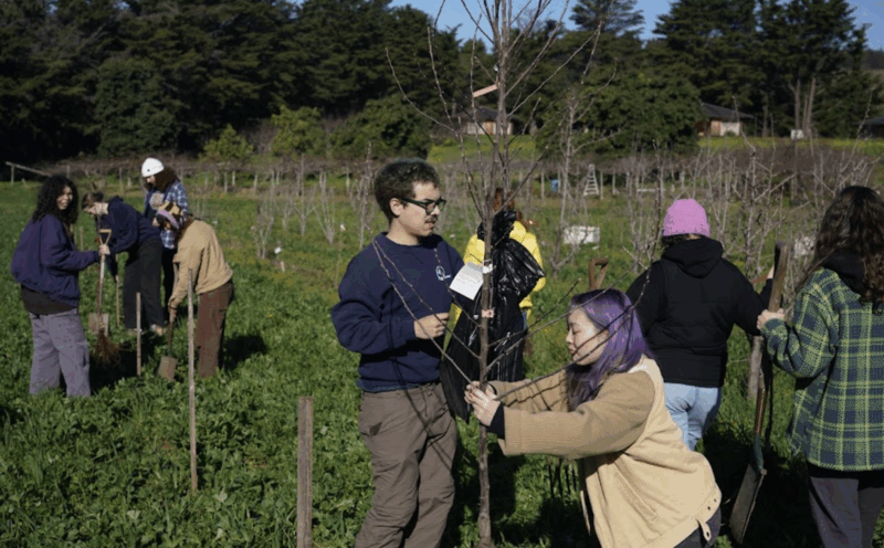 Intro to Fruit Trees