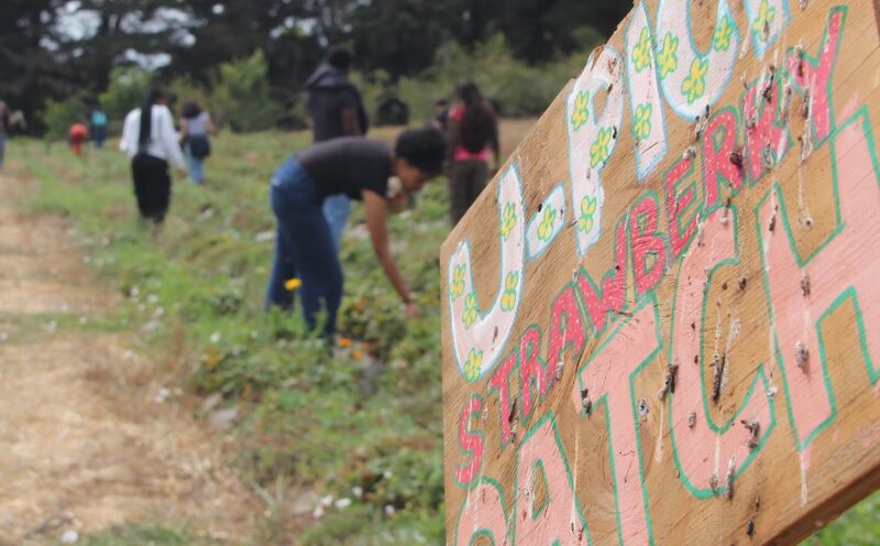 Berry U-Pick at the UCSC Farm