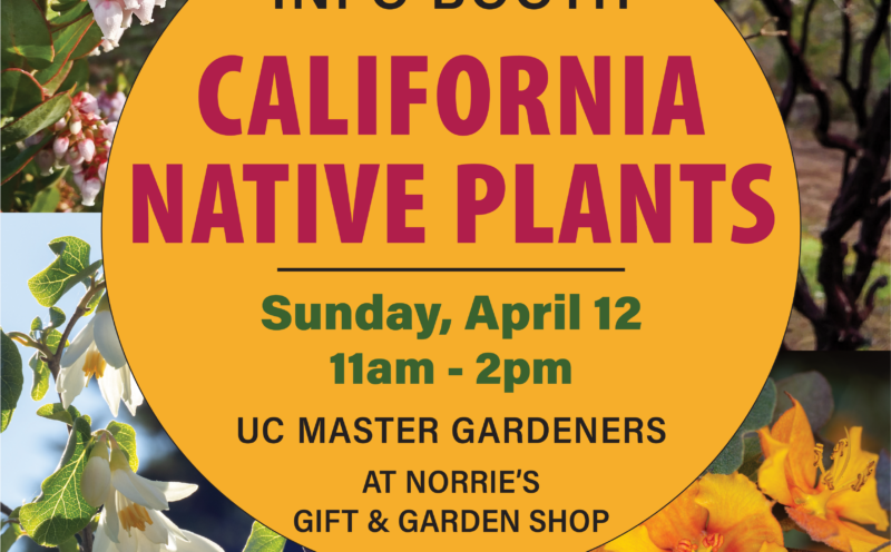 It’s California Native Plant Month!