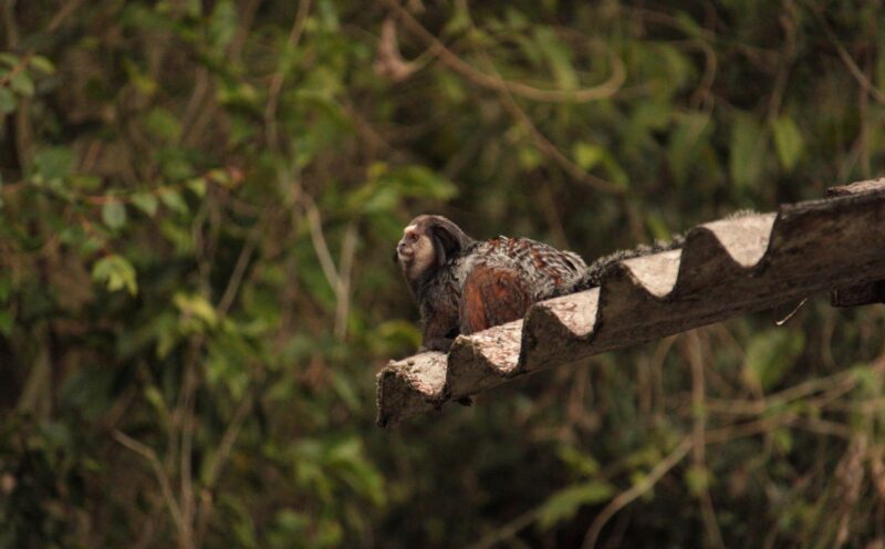 Between Forest and City: Stable Isotope Evidence for Anthropogenic Impacts on the Dietary Ecology of the Vulnerable Wied’s Marmosets in Brazil