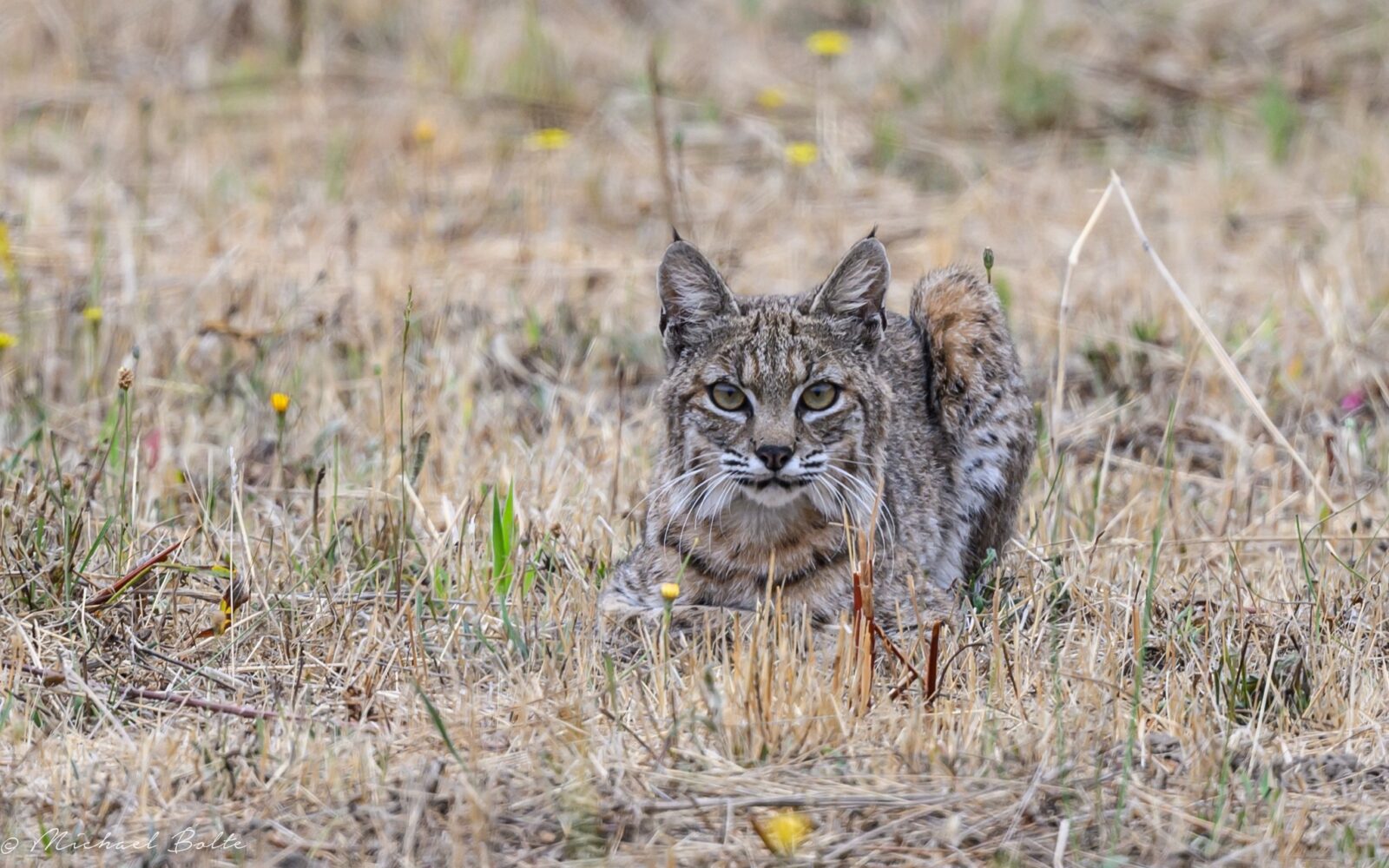 a bobcat in dead grass