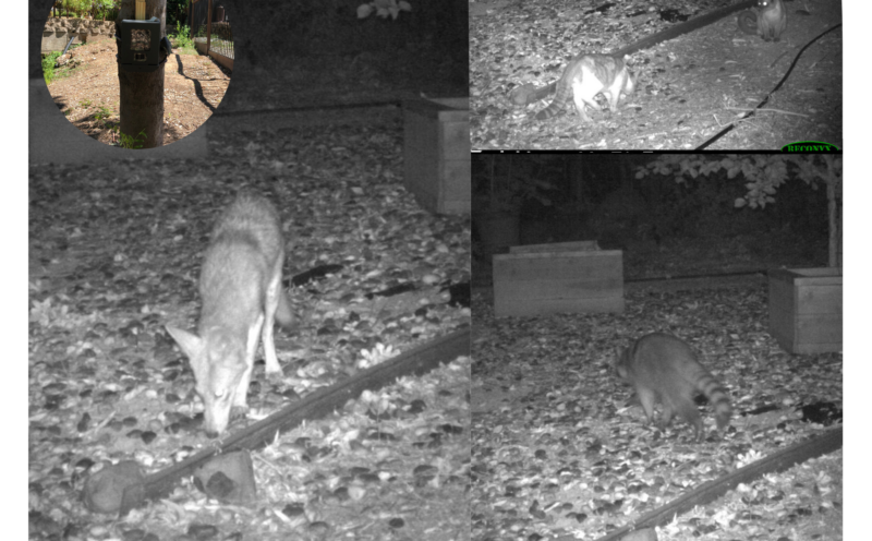 Wildlife Cameras and Other Methods for Assessing Backyard Biodiversity