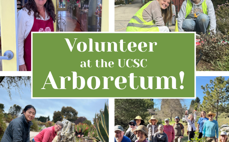 Volunteer at the UCSC Arboretum