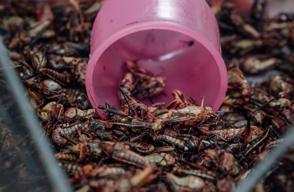 pile of edible grasshoppers
