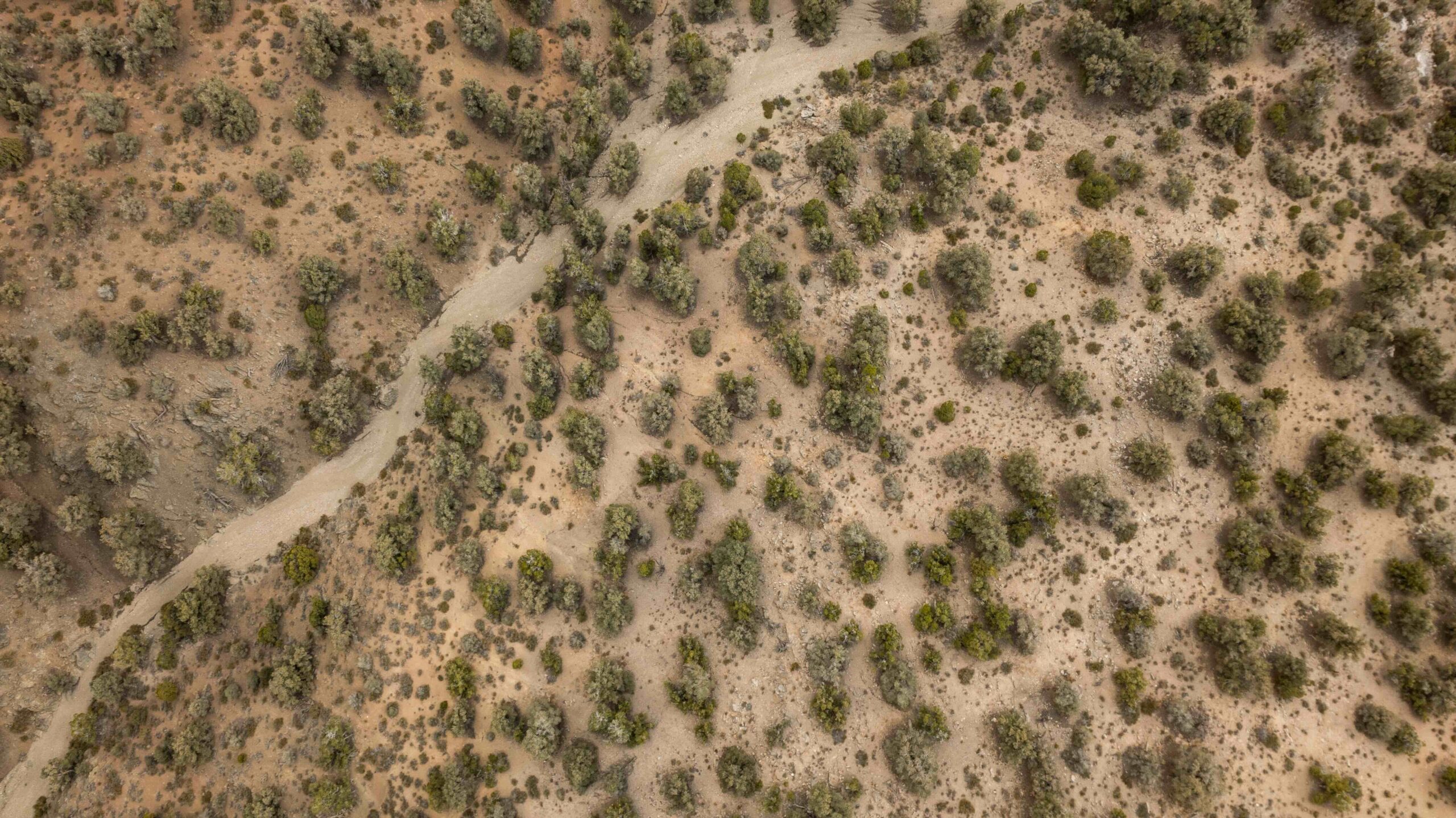 Pinyon pine trees from above