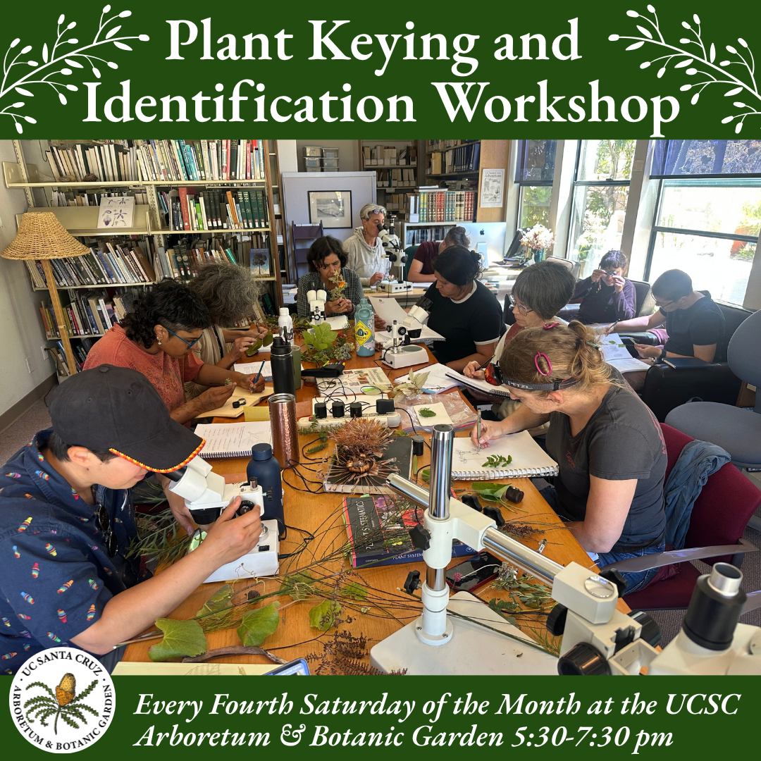 Plant Keying Workshop at the UCSC Arboretum & Botanic Garden